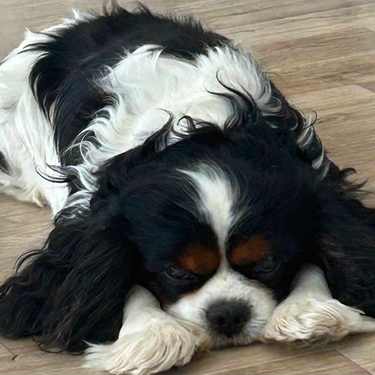 Sharly a rejoint le concours — aidez-le/la à gagner de superbes lots ! dog, black_and_white, long_hair, lying_down, floor, wooden_floor, pet, canine, resting, animal, cute, ears, paws, fur, indoors, closeup, sleepy, companion, mammal, domestic