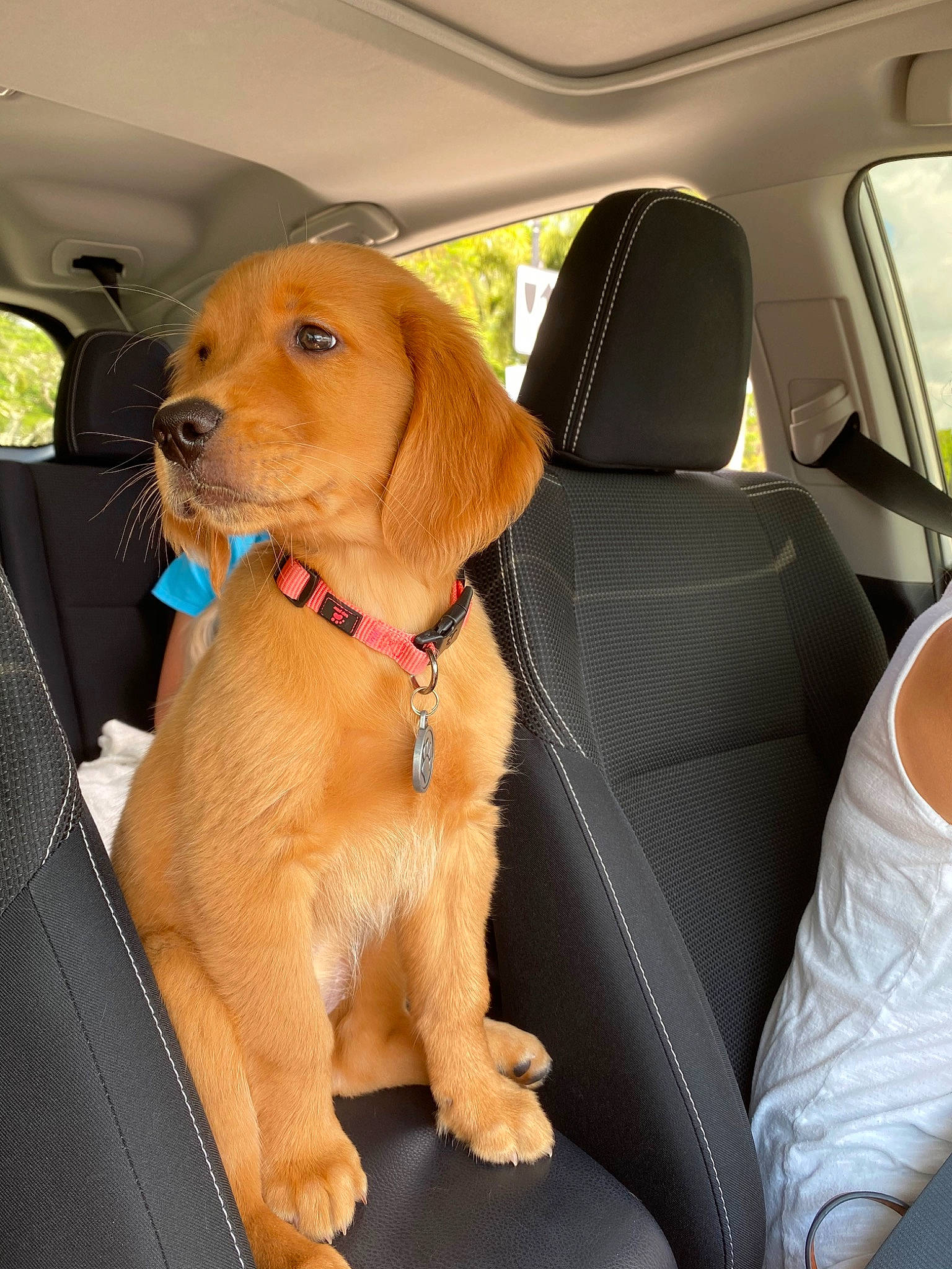 Kali is registered to the contest to win money with this photo: auto_part, canidae, car, car_seat, carnivore, companion_dog, dog, dog_breed, fawn, mammal, seat_belt, snout, sporting_group, vehicle