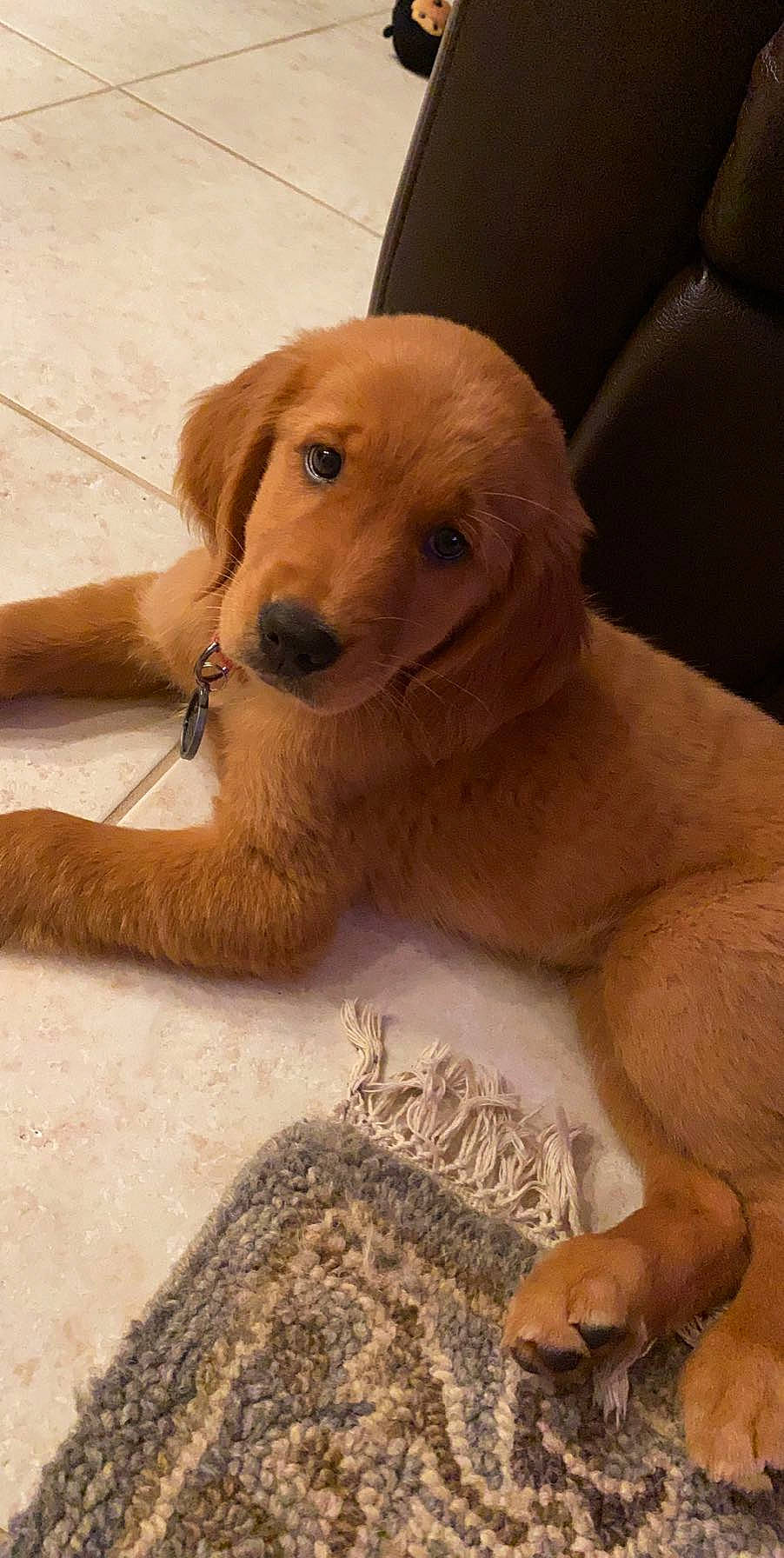 Kali is registered to the contest to win money with this photo: basset_fauve_de_bretagne, beagador, canidae, carnivore, companion_dog, dog, dog_breed, fawn, golden_retriever, hovawart, mammal, nova_scotia_duck_tolling_retriever, paw, puppy, retriever, small_greek_domestic_dog, snout, sporting_group, vertebrate