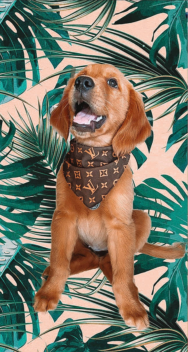 Kali is registered to the contest to win money with this photo: canidae, carnivore, companion_dog, dog, dog_breed, fawn, golden_retriever, mammal, rare_breed_dog, rhodesian_ridgeback, sporting_group, vertebrate