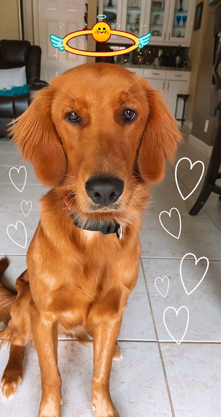 Kali joined the competition — help win amazing prizes! brown, carnivore, collar, companion_dog, dog, dog_breed, dog_collar, fawn, floor, flooring, fur, liver, pet_supply, retriever, snout, sporting_group, tan, vertebrate, whiskers, working_animal