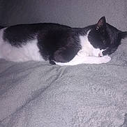 Zelda a rejoint le concours — aidez-le/la à gagner de superbes lots ! animal, black_and_white_cat, blanket, cat, comfort, cozy, cute, domestic_cat, feline, fur, indoor, nap, peaceful, pet, quiet, relaxation, resting, sleeping, soft_texture, whiskers