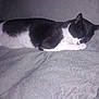 animal, black_and_white_cat, blanket, cat, comfort, cozy, cute, domestic_cat, feline, fur, indoor, nap, peaceful, pet, quiet, relaxation, resting, sleeping, soft_texture, whiskers