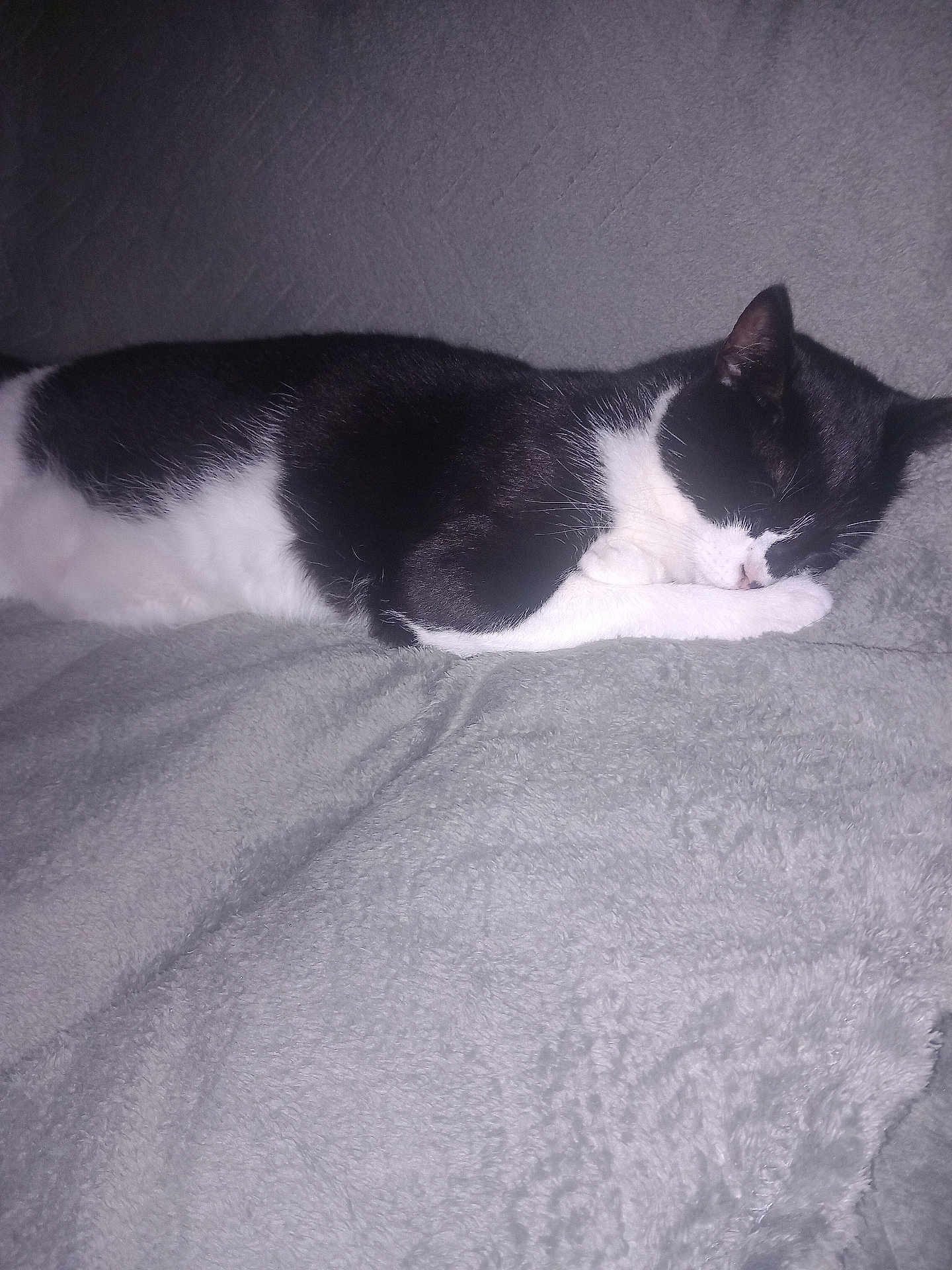 Zelda a rejoint le concours — aidez-le/la à gagner de superbes lots ! animal, black_and_white_cat, blanket, cat, comfort, cozy, cute, domestic_cat, feline, fur, indoor, nap, peaceful, pet, quiet, relaxation, resting, sleeping, soft_texture, whiskers