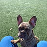 dog, french_bulldog, pet, animal, canine, portrait, close_up, outdoor, grass, artificial_turf, harness, leash, ears, wrinkles, brown_coat, black_muzzle, sitting, looking_at_camera, human_legs, blue_clothing