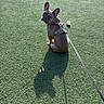 Thor is registered to the contest to win money with this photo: dog, french_bulldog, puppy, outdoor, artificial_turf, grass, sports_field, sitting, harness, leash, ball, pet, canine, animal, portrait, ears, short_hair, shadow, sunlight, playground