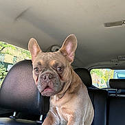 Thor joined the competition — help win amazing prizes! dog, french_bulldog, pet, animal, sitting, car, vehicle, leather_seat, portrait, close_up, large_ears, short_hair, brown_coat, serious_expression, indoor, daylight, window, urban_background, transportation, photography