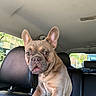 dog, french_bulldog, pet, animal, sitting, car, vehicle, leather_seat, portrait, close_up, large_ears, short_hair, brown_coat, serious_expression, indoor, daylight, window, urban_background, transportation, photography