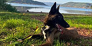 Riley a rejoint le concours — aidez-le/la à gagner de superbes lots ! dog, canine, outdoor, grass, lake, mountain, nature, sunlight, leash, tongue, ears, animal, pet, relaxing, scenery, sky, tree, ground, daytime, landscape