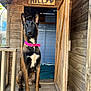 Riley participe au concours pour gagner de l'argent avec cette photo : dog, canine, pet, sitting, wooden_dog_house, doorway, collar, pink_collar, brown_coat, black_coat, outdoor, animal, fur, ears, alert, wood, planks, sign, name_sign, quiet