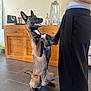 Riley a rejoint le concours — aidez-le/la à gagner de superbes lots ! dog, indoor, person, wooden_cabinet, tile_floor, standing, hind_legs, paws, black_and_brown_fur, happy, looking_up, interaction, pet, domestic, canine, waiting, ears_up, mouth_open, tail, casual_clothing