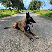 Riley participe au concours pour gagner de l'argent avec cette photo : dog, animal, canine, outdoor, road, trees, greenery, sky, clouds, panting, collar, brown, black, tongue, resting, nature, sunlight, rural, landscape, quiet