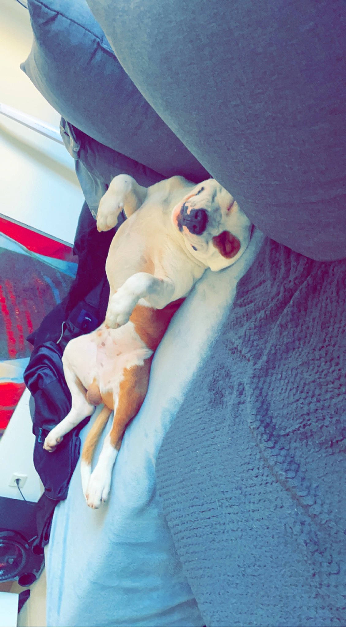 Saï-kho a rejoint le concours — aidez-le/la à gagner de superbes lots ! canidae, carmine, carnivore, comfort, companion_dog, dog, dog_breed, dog_supply, eyewear, fawn, linens, nap, paw, sleep, snout, sporting_group, sunglasses, tail, toy_dog, working_animal