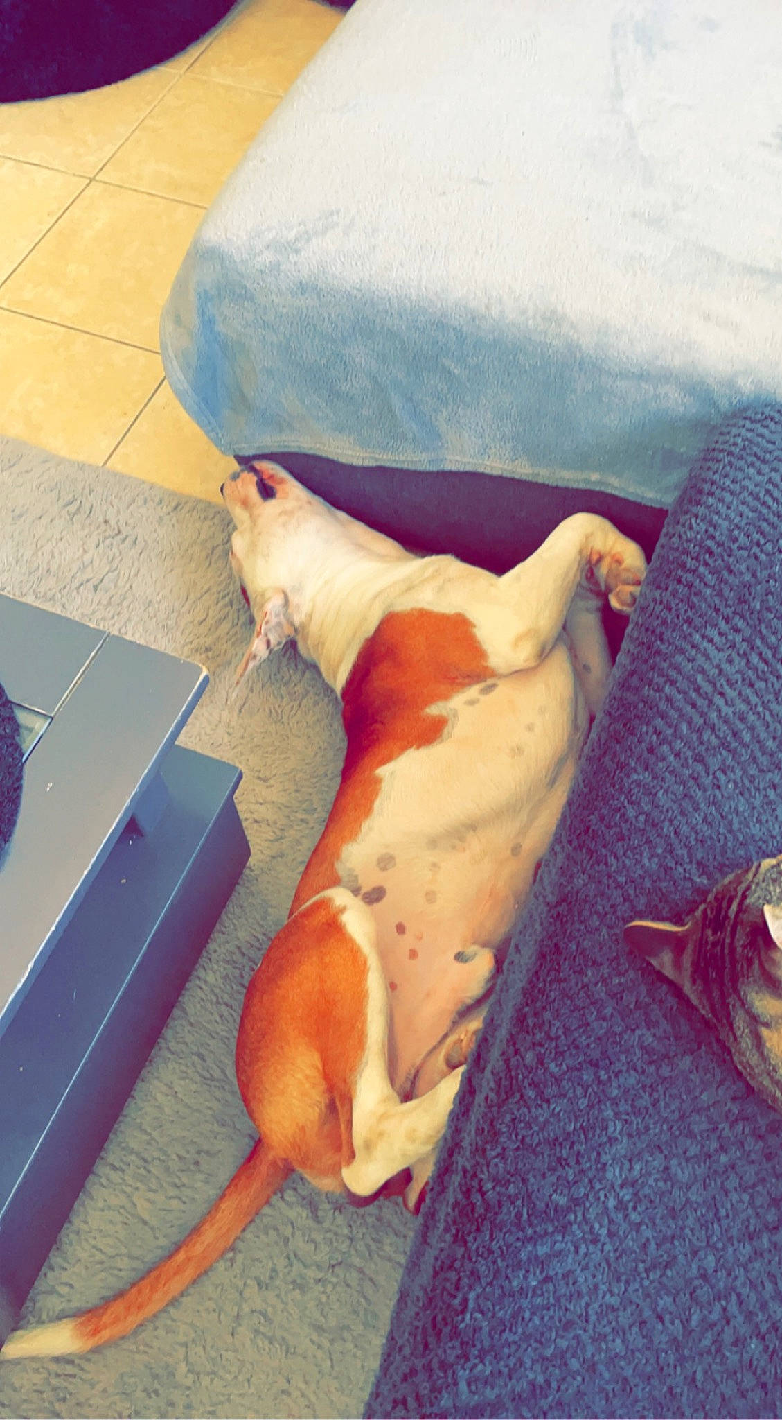 Saï-kho participe au concours pour gagner de l'argent avec cette photo : canidae, carnivore, cloud, comfort, companion_dog, dog, dog_breed, fawn, flooring, foot, fur, human_leg, linens, paw, snout, sporting_group, tail, toy_dog, whiskers, working_animal