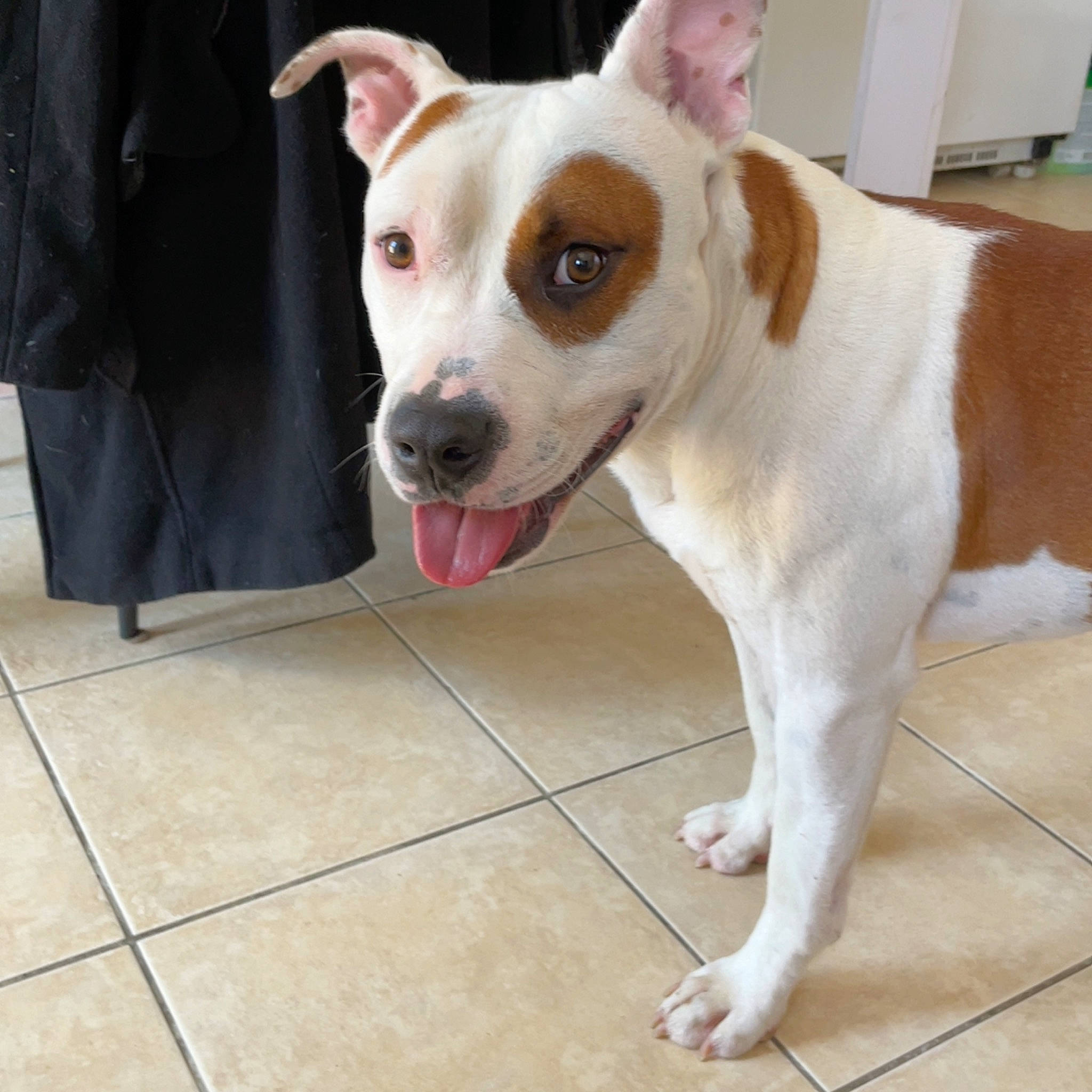 Saï-kho participe au concours pour gagner de l'argent avec cette photo : ancient_dog_breeds, carnivore, collar, companion_dog, dog, dog_breed, dog_collar, dog_supply, eye, fawn, flooring, fur, non_sporting_group, puppy, snout, street_dog, terrier, tile_flooring, whiskers, working_animal