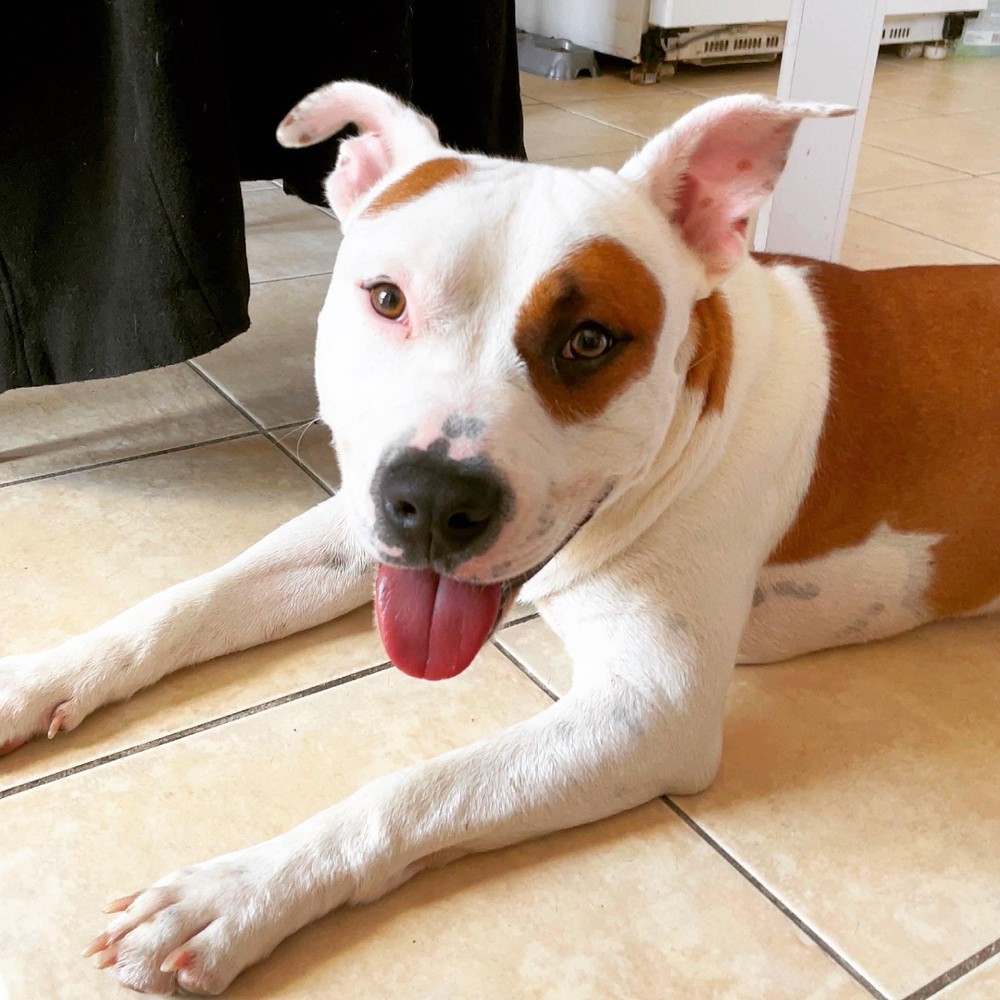 Saï-kho participe au concours pour gagner de l'argent avec cette photo : canidae, carnivore, collar, companion_dog, dog, dog_breed, dog_collar, dog_supply, ear, fawn, flooring, fur, hardwood, paw, pet_supply, snout, sporting_group, whiskers, wood, working_animal