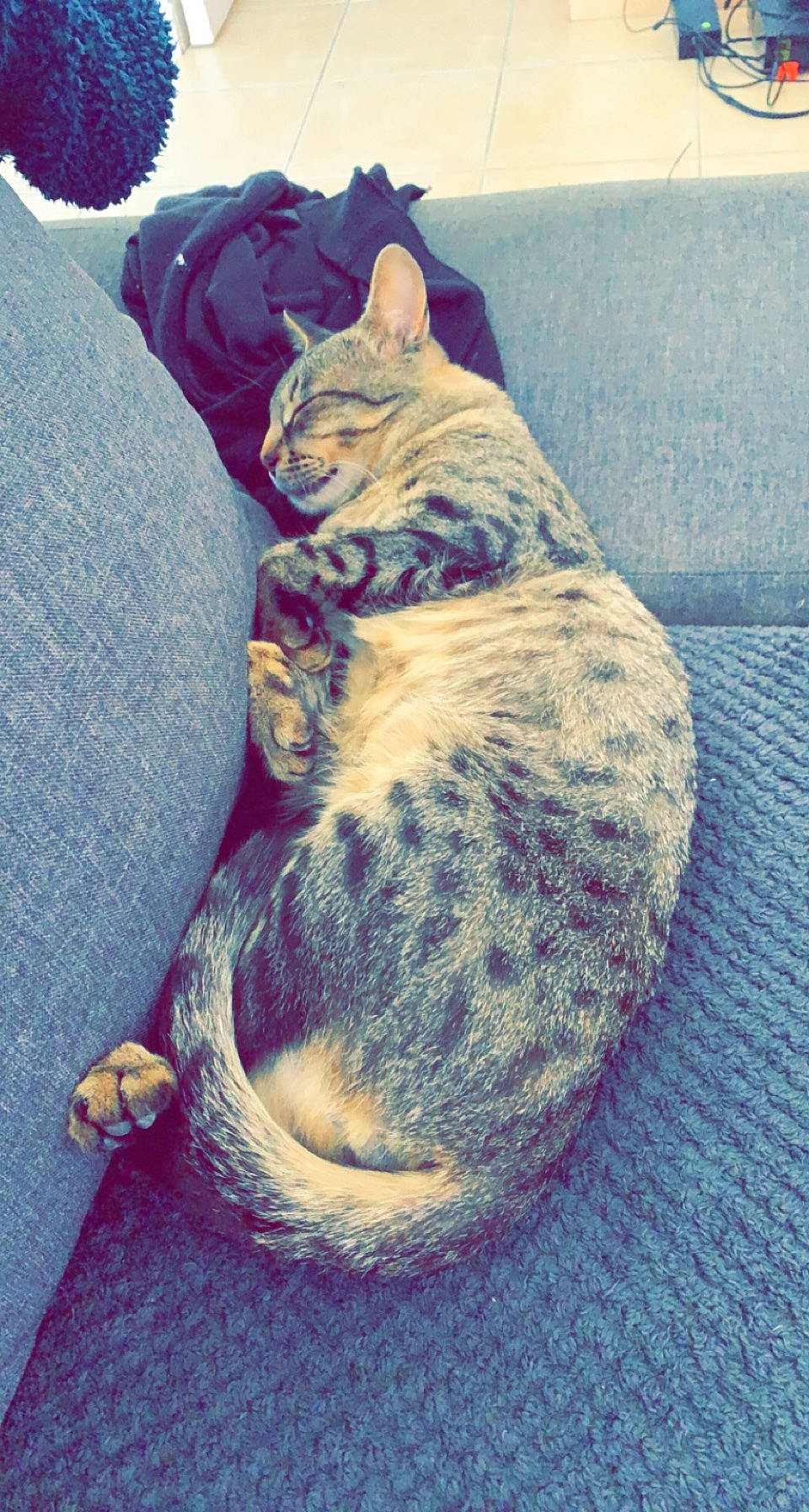 Pablo a rejoint le concours — aidez-le/la à gagner de superbes lots ! blue, carnivore, cat, comfort, domestic_short_haired_cat, electric_blue, felidae, foot, fur, grass, grey, meteorological_phenomenon, nap, pattern, paw, small_to_medium_sized_cats, snout, tail, terrestrial_animal, whiskers