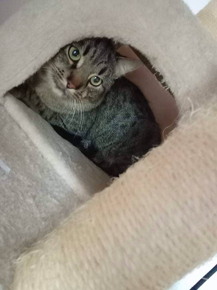 Pablo participe au concours pour gagner de l'argent avec cette photo : carnivore, cat, cat_bed, cat_supply, claw, comfort, domestic_short_haired_cat, fawn, felidae, fur, grey, paw, small_to_medium_sized_cats, snout, tail, terrestrial_animal, whiskers