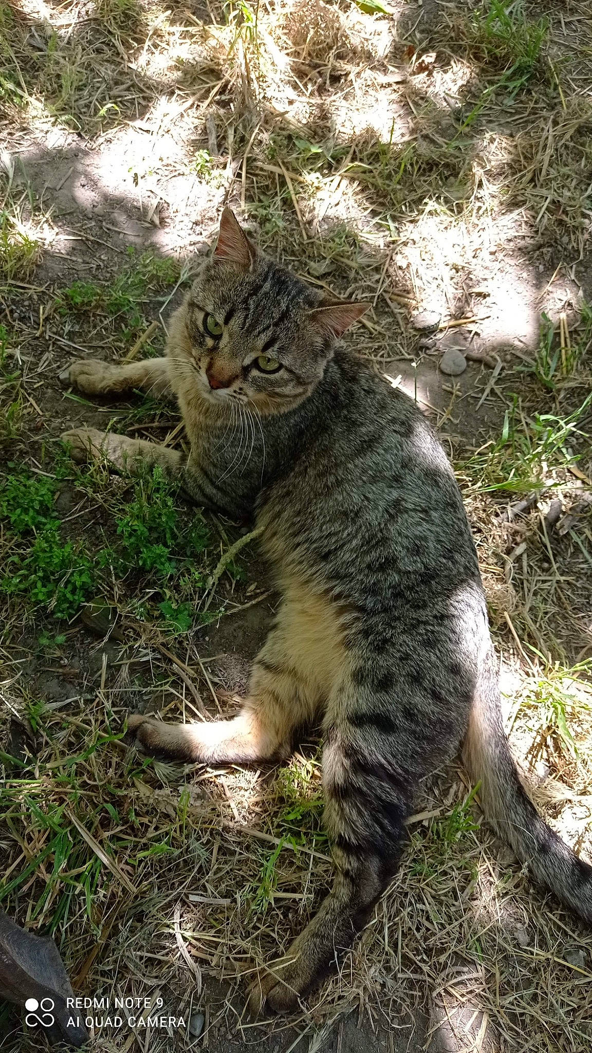 Pablo a rejoint le concours — aidez-le/la à gagner de superbes lots ! carnivore, cat, claw, domestic_short_haired_cat, fawn, felidae, fur, grass, groundcover, lynx, paw, plant, small_to_medium_sized_cats, snout, soil, tail, terrestrial_animal, tree, whiskers, wildlife