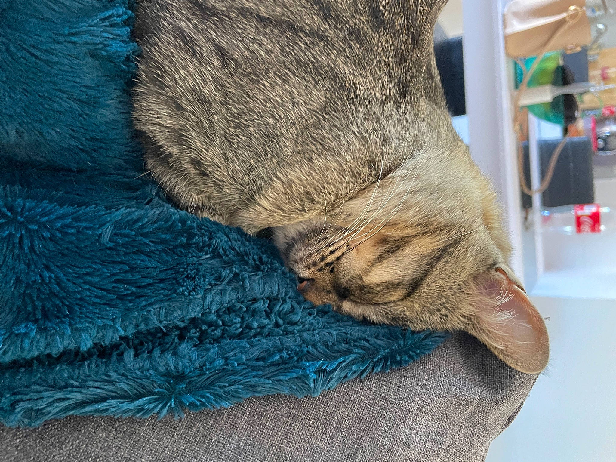 Pablo a rejoint le concours — aidez-le/la à gagner de superbes lots ! art, electric_blue, fawn, felidae, flooring, foot, fur, fur_clothing, grey, human_leg, pattern, small_to_medium_sized_cats, snout, sporting_group, tail, trunk, whiskers, window, wood, wool