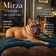 Zouzou a rejoint le concours — aidez-le/la à gagner de superbes lots ! animal, blanket, brown_coat, canine, couch, cozy, dog, ears_up, french_bulldog, furniture, home, indoor, laying_down, living_room, looking_at_camera, luxury, magazine_cover, pet, portrait, text_overlay