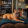 animal, blanket, brown_coat, canine, couch, cozy, dog, ears_up, french_bulldog, furniture, home, indoor, laying_down, living_room, looking_at_camera, luxury, magazine_cover, pet, portrait, text_overlay