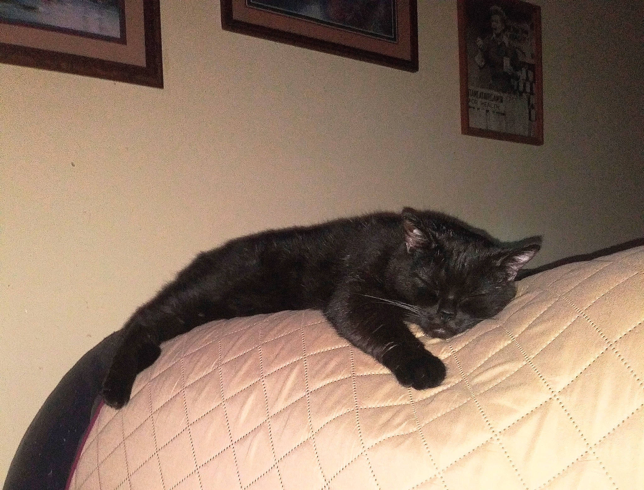 Shadow joined the competition — help win amazing prizes! black_cat, carnivore, cat, claw, comfort, dog_breed, domestic_short_haired_cat, felidae, floor, flooring, fur, hardwood, picture_frame, room, small_to_medium_sized_cats, snout, sporting_group, tail, terrestrial_animal, whiskers