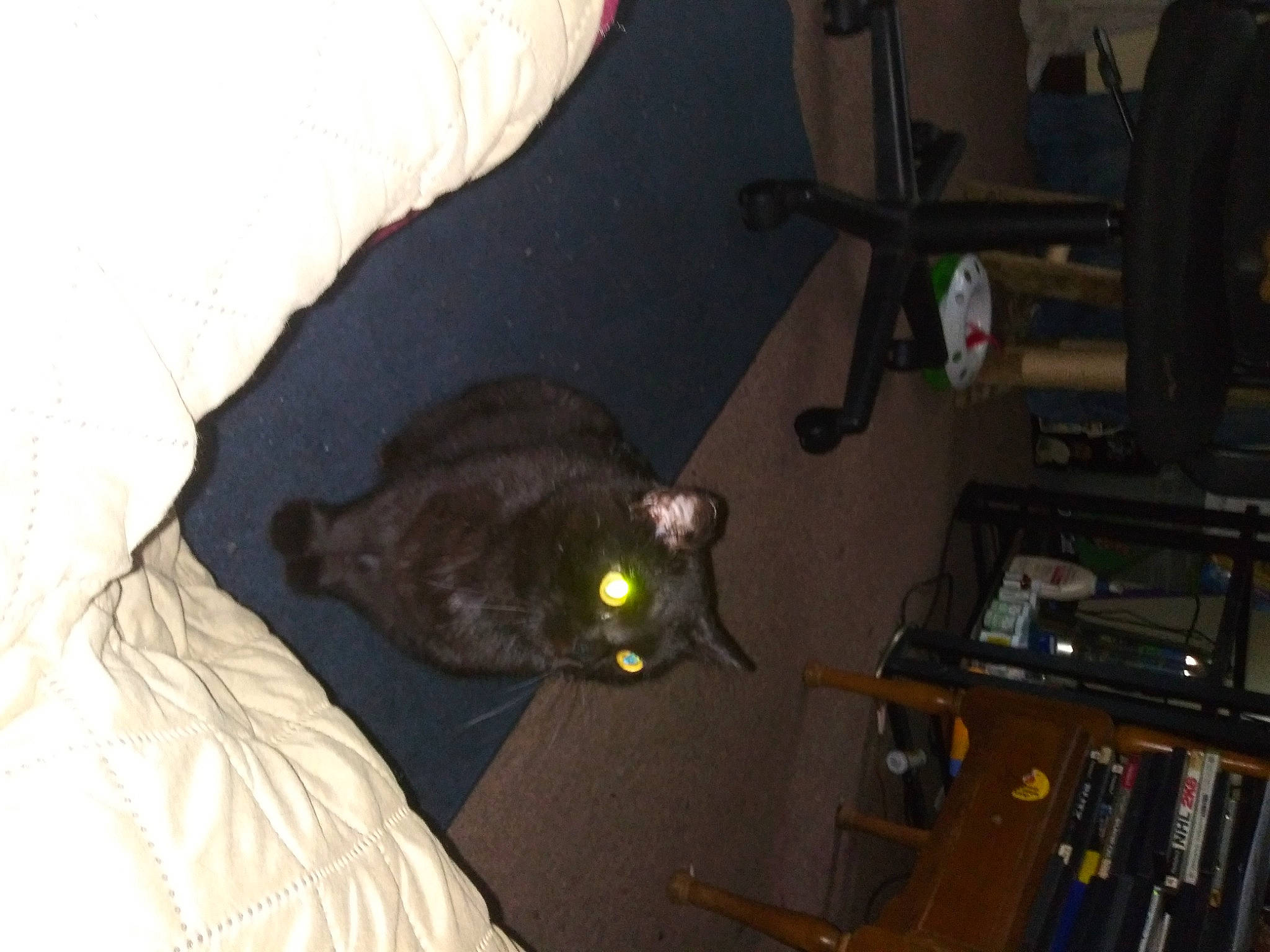 Shadow is registered to the contest to win money with this photo: black_cat, bombay, carnivore, cat, comfort, domestic_short_haired_cat, electrical_supply, electrical_wiring, felidae, fun, fur, gadget, hardwood, machine, mammal, room, small_to_medium_sized_cats, tail, whiskers, wood