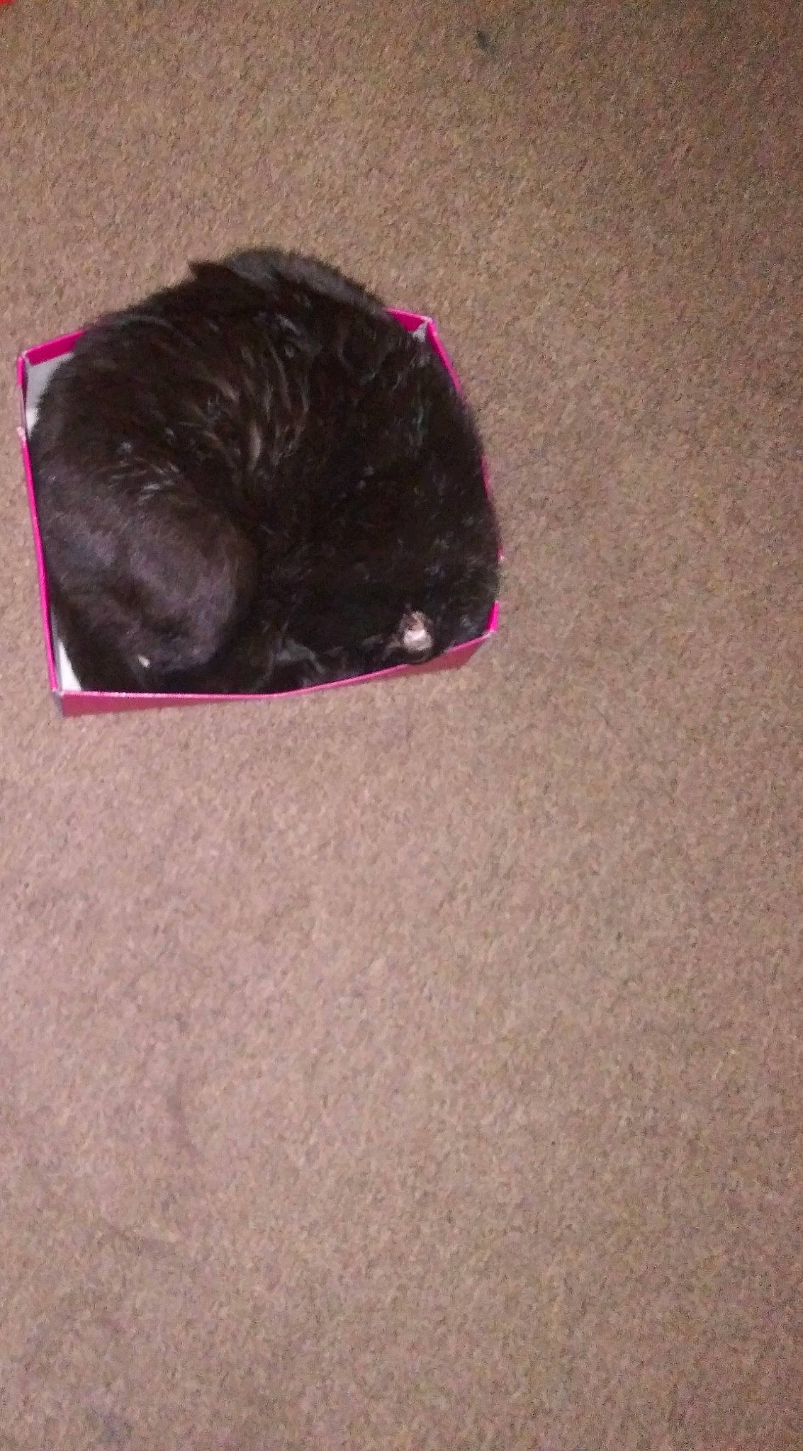 Shadow is registered to the contest to win money with this photo: asphalt, black_cat, bombay, carmine, carnivore, cat, dog_breed, fashion_accessory, felidae, flooring, fur, liver, magenta, road_surface, small_to_medium_sized_cats, snout, tail, tints_and_shades, whiskers, wool