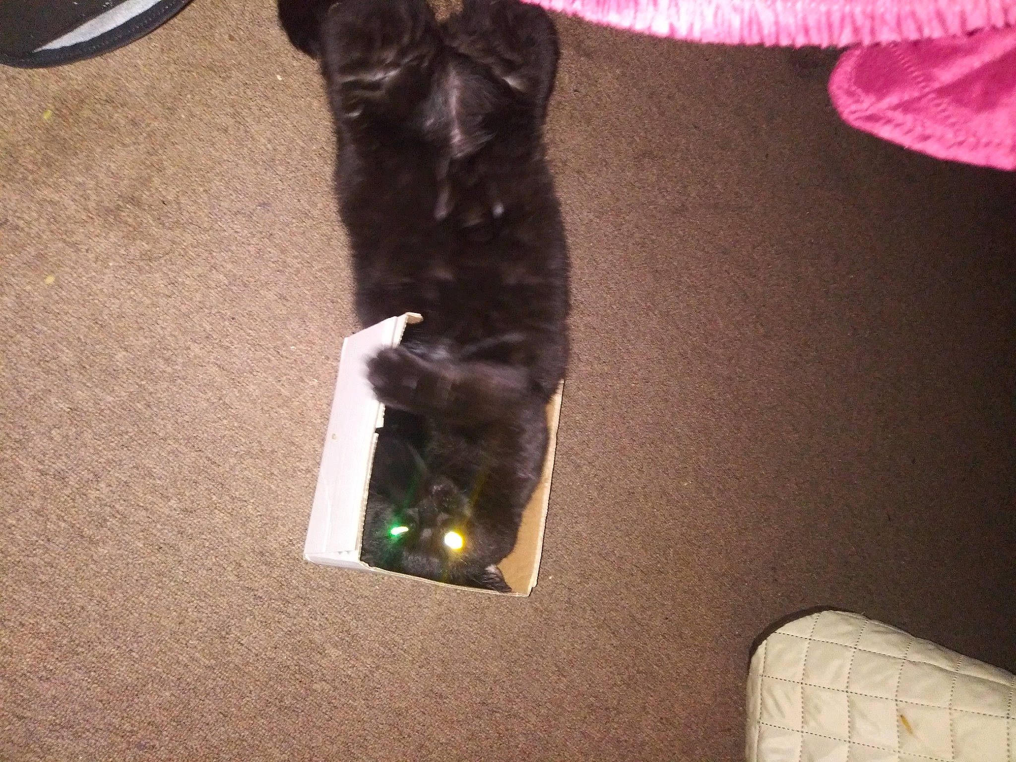 Shadow is registered to the contest to win money with this photo: black_cat, canidae, carmine, carnivore, cat, comfort, companion_dog, dog_breed, fawn, felidae, flooring, fur, guard_dog, hardwood, human_leg, liver, small_to_medium_sized_cats, sporting_group, tail, whiskers