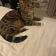 Babelle participe au concours pour gagner de l'argent avec cette photo : cat, tabby, pet, indoor, bed, feline, animal, curious, whiskers, ears, tail, paws, striped, resting, cozy, home, curtain, wall, furniture, decor