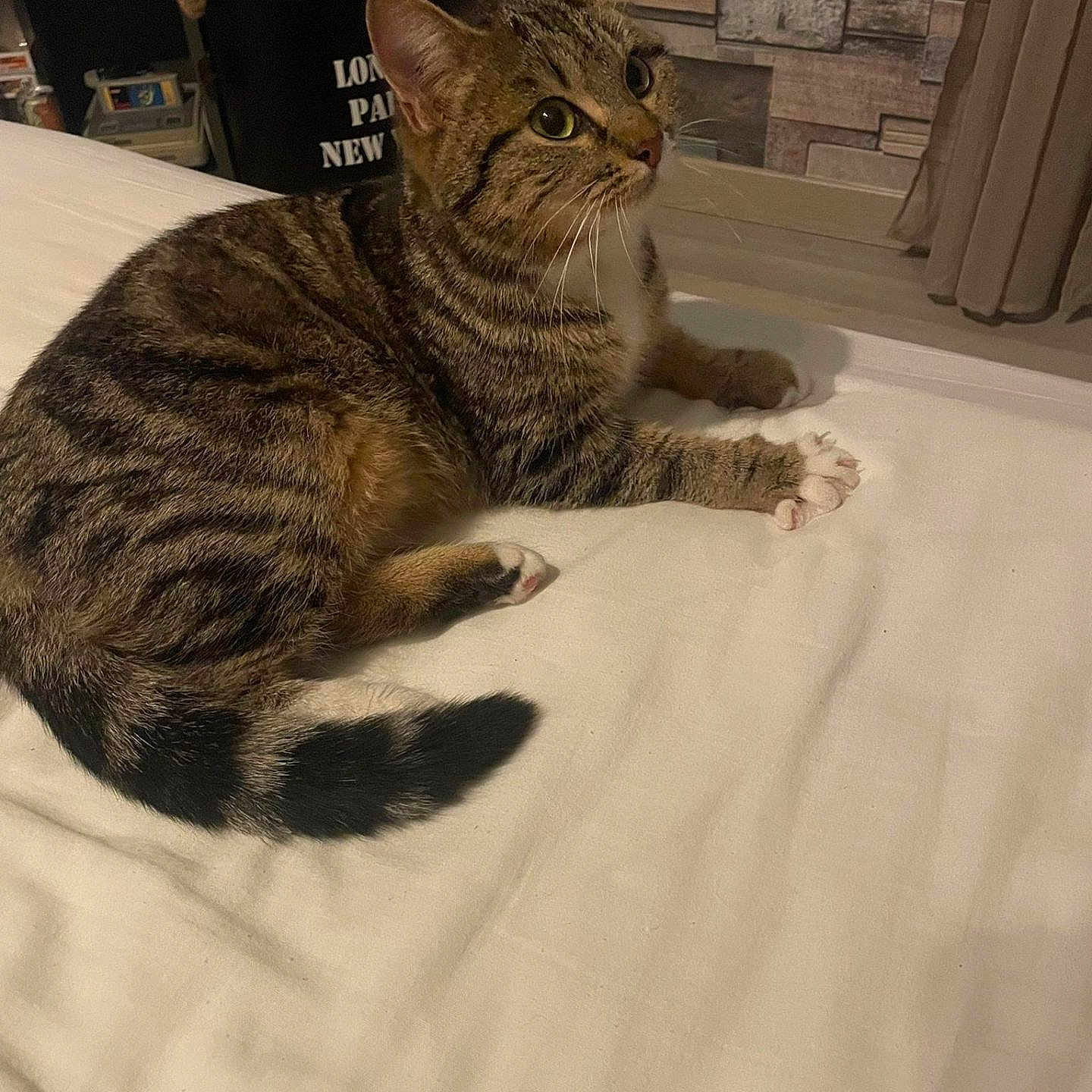 Babelle participe au concours pour gagner de l'argent avec cette photo : animal, bed, cat, cozy, curious, curtain, decor, ears, feline, furniture, home, indoor, paws, pet, resting, striped, tabby, tail, wall, whiskers