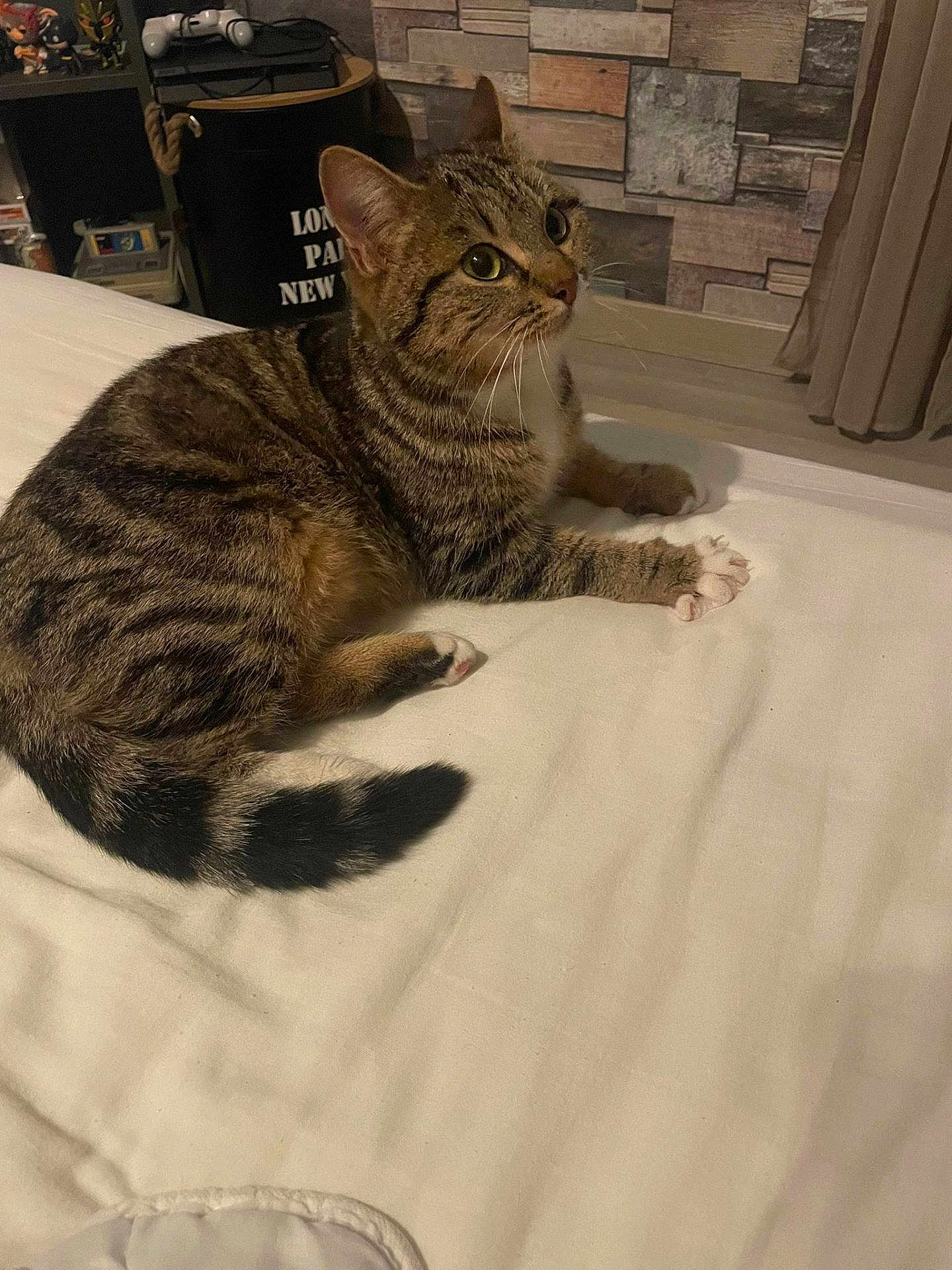 Babelle participe au concours pour gagner de l'argent avec cette photo : cat, tabby, pet, indoor, bed, feline, animal, curious, whiskers, ears, tail, paws, striped, resting, cozy, home, curtain, wall, furniture, decor