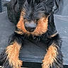 adorable, black_and_tan, brown_markings, canine, chair, close_up, direct_gaze, dog, floppy_ears, front_paws, lounging, outdoor, patio, pet, portrait, puppy, scruffy, sitting, wirehaired, wooden_deck