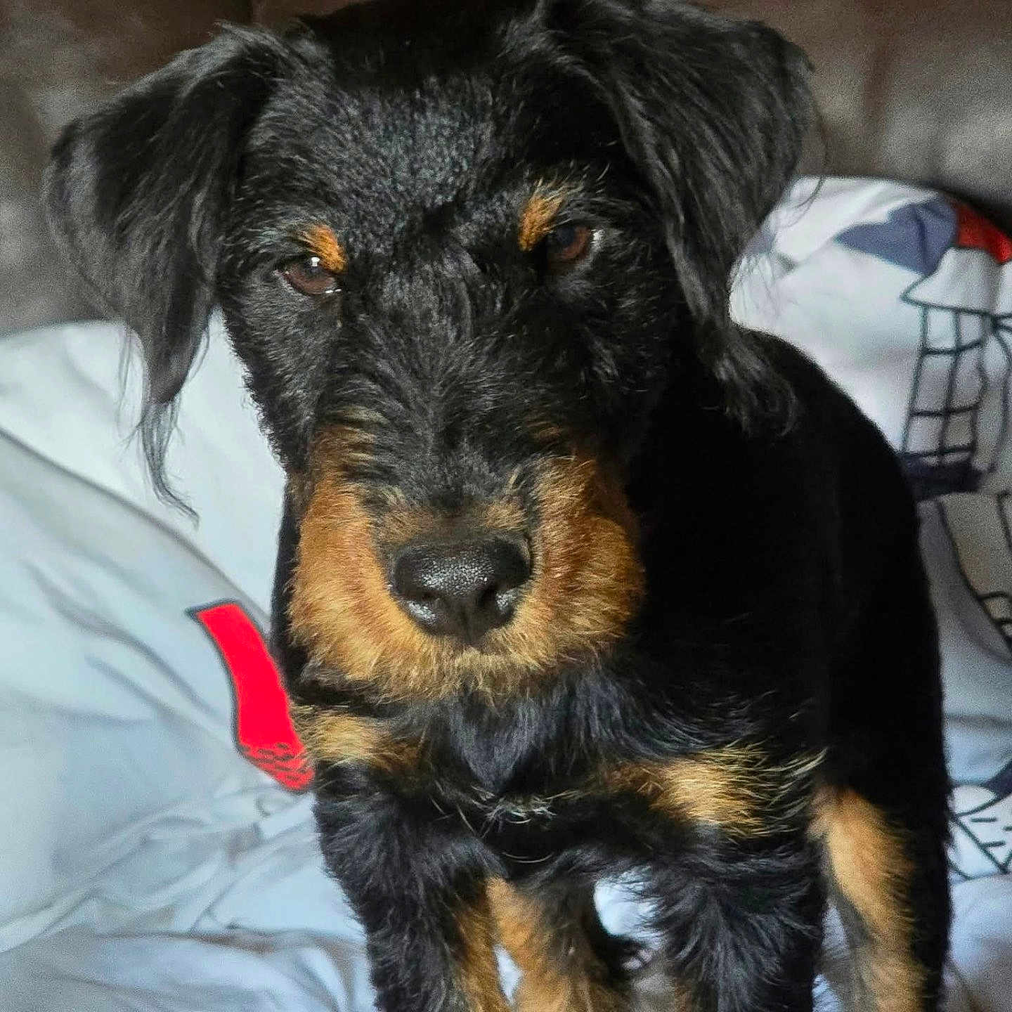 Bolt participe au concours pour gagner de l'argent avec cette photo : dog, puppy, black_fur, brown_fur, pet, animal, bed, blanket, couch, indoor, close_up, fur, face, ears, eyes, snout, paw, looking, young, canine