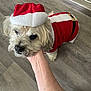 dog, pet, costume, santa_hat, holiday, festive, indoor, floor, hand, white_fur, small_dog, canine, clothing, red, white, cute, domestic_animal, animal, portrait, person_hand