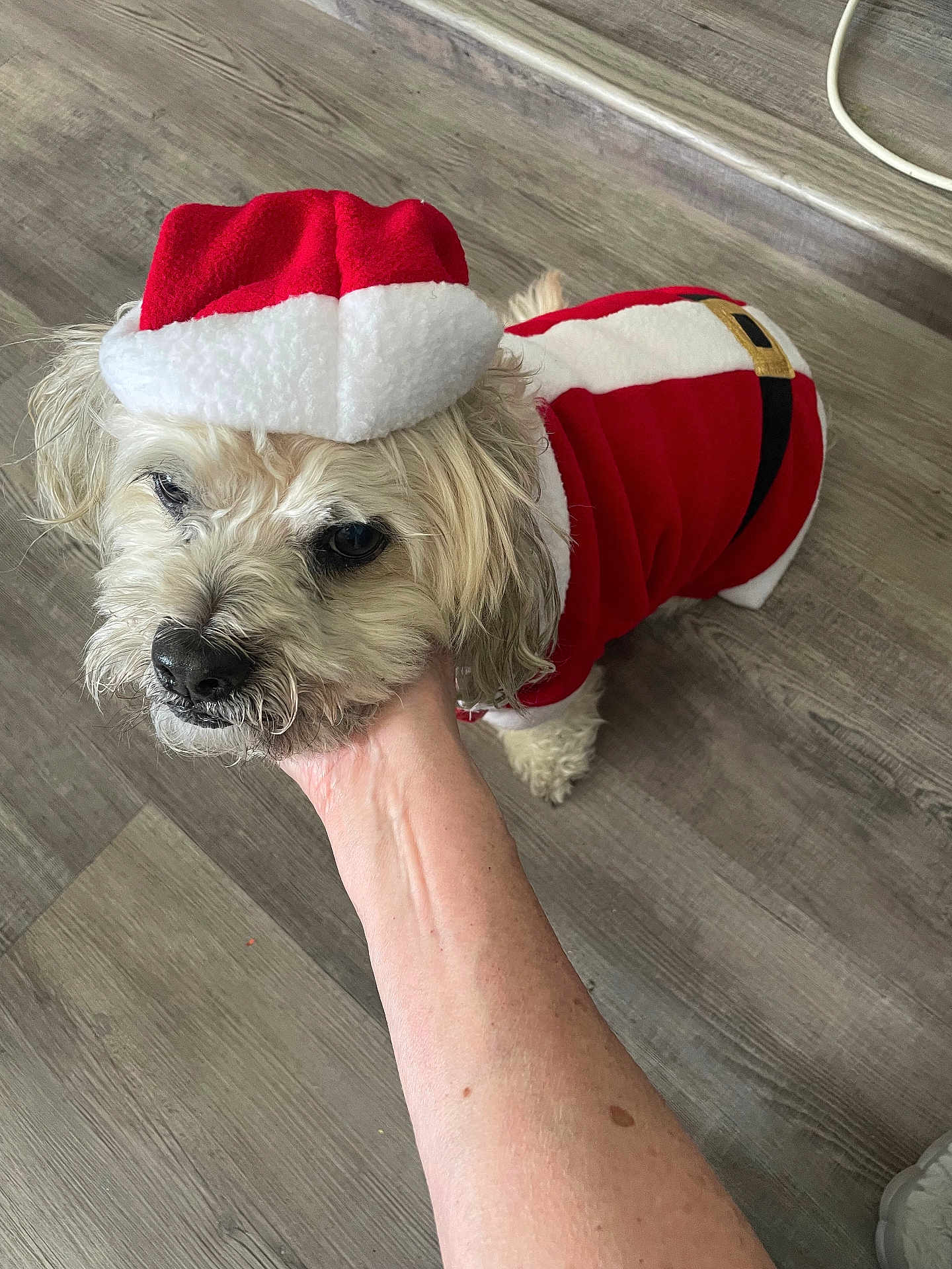 Halen is registered to the contest to win money with this photo: dog, pet, costume, santa_hat, holiday, festive, indoor, floor, hand, white_fur, small_dog, canine, clothing, red, white, cute, domestic_animal, animal, portrait, person_hand