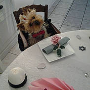 Grenadine a rejoint le concours — aidez-le/la à gagner de superbes lots ! bow_tie, candle, chair, curious, decor, dog, flower, home, indoor, kitchen, napkin, pet, pink_napkin, plate, red_bow, seated, small_dog, table, tile_floor, white_candle