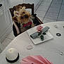 bow_tie, candle, chair, curious, decor, dog, flower, home, indoor, kitchen, napkin, pet, pink_napkin, plate, red_bow, seated, small_dog, table, tile_floor, white_candle