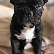 Marco joined the competition — help win amazing prizes! dog, french_bulldog, black_dog, pet, animal, portrait, sitting, indoors, bed, bedroom, white_chest, upright_ears, short_snout, wrinkled_face, brown_eyes, black_fur, cute, alert, centered_composition, photography