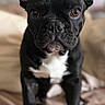 dog, french_bulldog, black_dog, pet, animal, portrait, sitting, indoors, bed, bedroom, white_chest, upright_ears, short_snout, wrinkled_face, brown_eyes, black_fur, cute, alert, centered_composition, photography