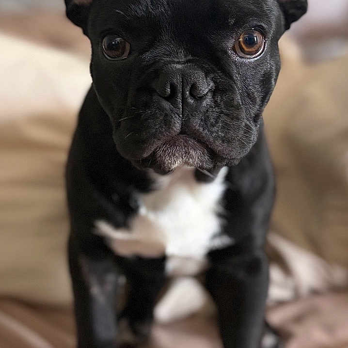 Marco joined the competition — help win amazing prizes! dog, french_bulldog, black_dog, pet, animal, portrait, sitting, indoors, bed, bedroom, white_chest, upright_ears, short_snout, wrinkled_face, brown_eyes, black_fur, cute, alert, centered_composition, photography