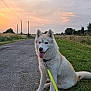 dog, husky, leash, sitting, road, grass, sunset, sky, clouds, trees, rural, outdoor, animal, pet, canine, nature, field, happy, tongue_out, collar