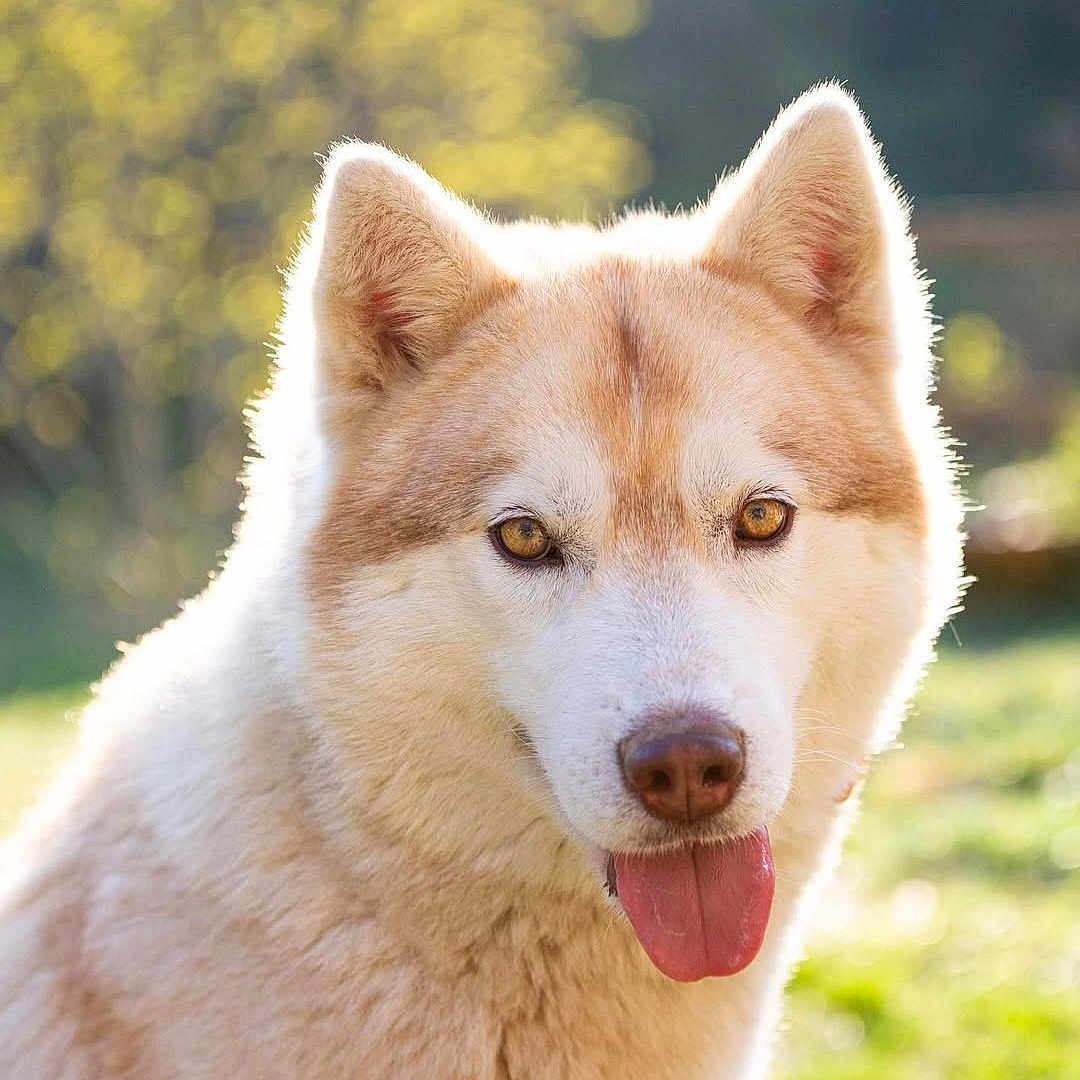 O'Lissa a rejoint le concours — aidez-le/la à gagner de superbes lots ! animal, canine, closeup, cute, daylight, dog, ears, eyes, face, fluffy, friendly, fur, husky, mammal, nature, outdoor, pet, portrait, sunlight, tongue_out
