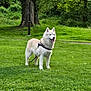 dog, canine, pet, animal, outdoor, grass, greenery, tree, park, nature, happy, panting, leash, fur, mammal, daytime, standing, cute, friendly, summer