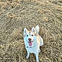 dog, husky, animal, pet, outdoor, grass, dry_grass, nature, happy, tongue_out, sitting, canine, fur, ears, tail, daylight, smiling, looking_up, mammal, friendly
