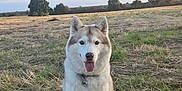 O'Lissa a rejoint le concours — aidez-le/la à gagner de superbes lots ! dog, husky, animal, pet, outdoor, field, grass, sky, clouds, sunset, tongue, fur, collar, nature, happy, sitting, mammal, canine, landscape, summer