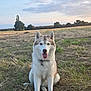 dog, husky, animal, pet, outdoor, field, grass, sky, clouds, sunset, tongue, fur, collar, nature, happy, sitting, mammal, canine, landscape, summer