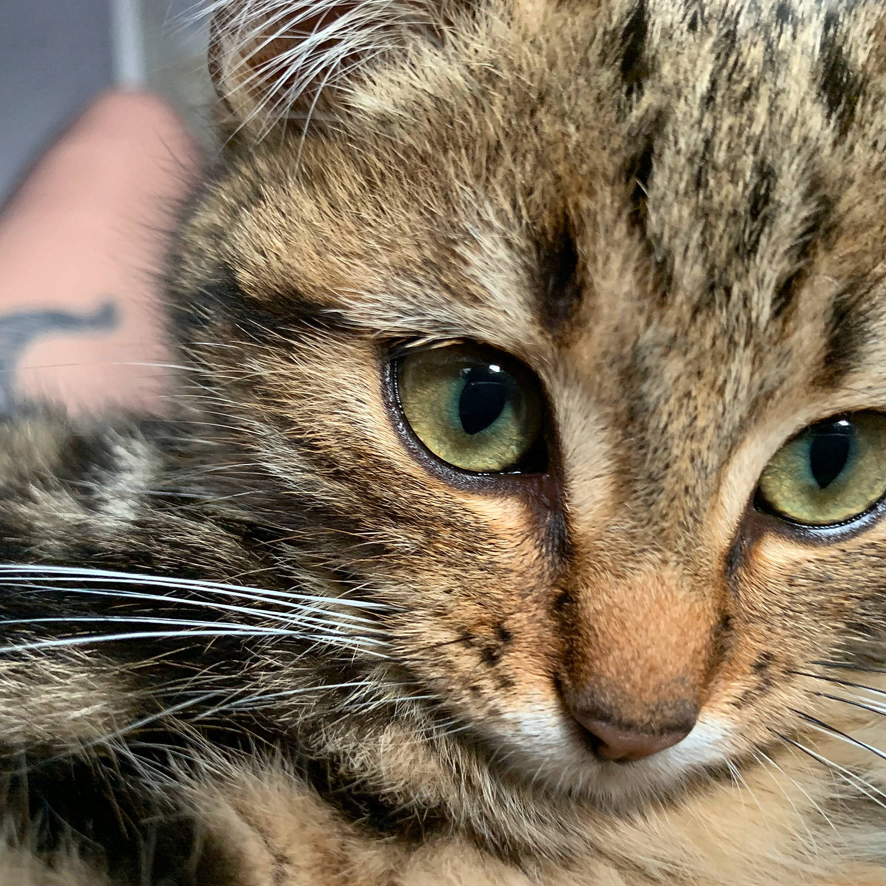 Kirua a rejoint le concours — aidez-le/la à gagner de superbes lots ! carnivore, cat, close_up, domestic_short_haired_cat, felidae, fur, grass, iris, small_to_medium_sized_cats, snout, terrestrial_animal, whiskers, wildlife