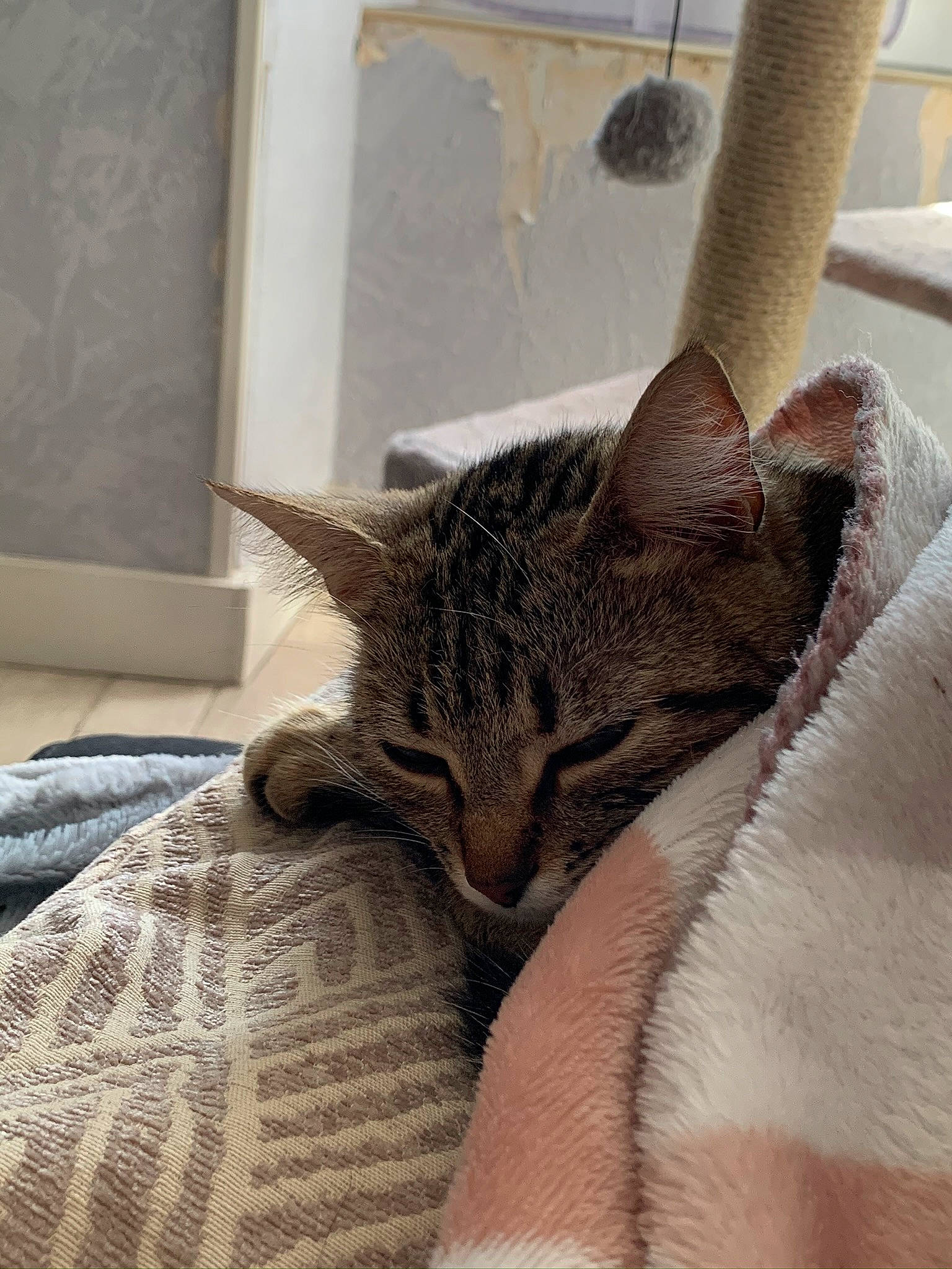 Kirua a rejoint le concours — aidez-le/la à gagner de superbes lots ! bed, carnivore, cat, claw, comfort, couch, domestic_short_haired_cat, fawn, felidae, fur, linens, nap, paw, room, small_to_medium_sized_cats, snout, tail, terrestrial_animal, whiskers, wildlife